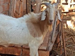 Bode mestiço Boer em Igarapé - MG