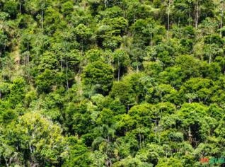 Mata de Santa Cruz - Compensação Ambiental em RJ