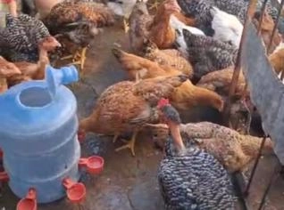 Frangos de Corte de Qualidade em Ipatinga