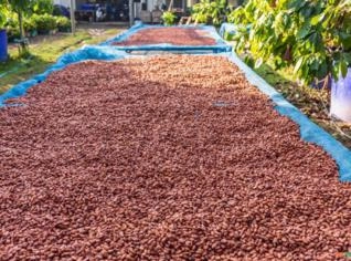 Amêndoas de Cacau Secas Premium