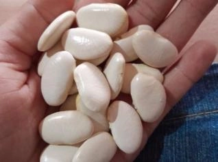 Fava Branca - Fronteiras, PI