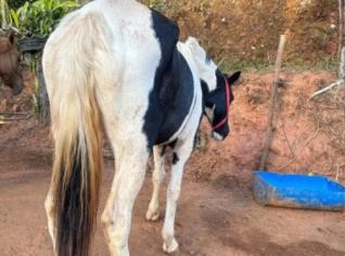 Égua Pampa Vacinada e Pronta para a Sela