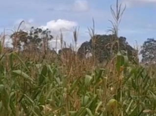 Fazenda 56 ha em Arinos, MG