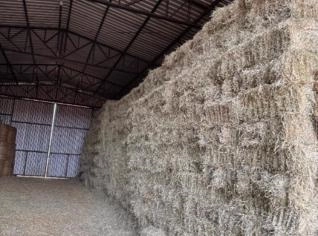 Fardo Tifton 85 Tipo B - Ideal para Bovinos e Ovinos