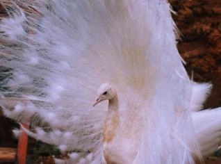 Pavão - Aves para Venda em Natal, RN