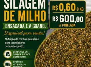 Silagem de Milho Ensacada - R$0,60/kg