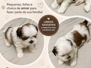 Filhotes de Shihtzu à venda em Goiânia