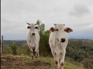 Vacas Nelore à venda em São Roque, SP