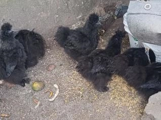 Galinhas Sedosas à Venda