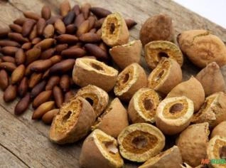 Baru - Delicioso e Nutritivo