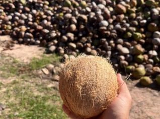 Coco Seco In Natura - Alta Qualidade Direto do Produtor
