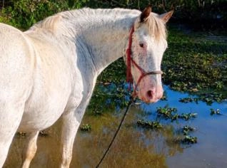 Cavalo Appaloosa Manso em Montes Claros - MG