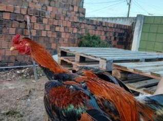 Galo Forte e Saudável à Venda