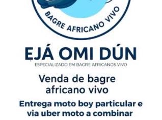 Bagre Africano - São Paulo