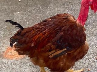 Galo de Raça - Pescoço Pelado em Jundiaí