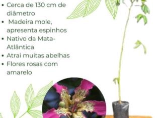 Muda de Paineira Rosa