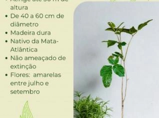 Ipê Amarelo da Serra - Muda de Árvores Adultas