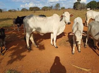 Gado Nelore PO - 5 Fêmeas à Venda