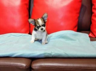 Chihuahua Meninas - RJ