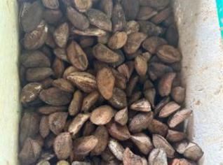 Castanha do Pará - 200lt à venda