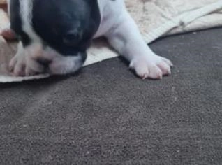 Linda Filhote Fêmea de Bulldog Francês