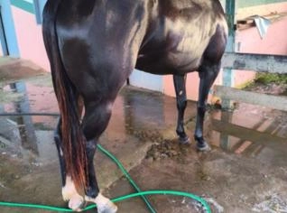 Égua pura de corrida em Juruti - Vende-se