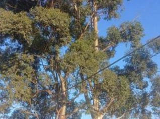 2 Árvores de Eucalipto à Venda em Recanto das Emas/DF