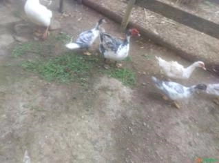 Patos Caipira à Venda em Contagem