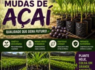 Mudas de açaí - Qualidade em Miracatu