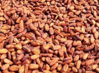 Amêndoas de Cacau Frescas