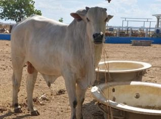 Touro Nelore PO Registrado - Fazenda Recreio DF