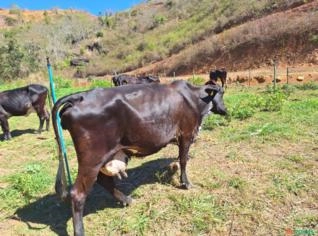 Vacas Girolando 1/2 Sangue à Venda