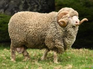 Ovinos Merino de Camanducaia