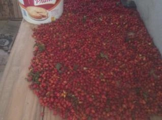 Pimenta Biquinho Fresca - Divinésia, MG