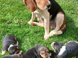 Filhotes de Beagle à venda!