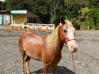 Cavalo Manga Larga 6 Anos Castrado - Bahia