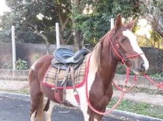 Cavalo Manga Langa para Venda