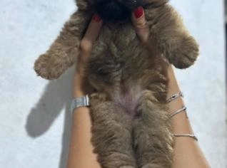 Filhotes de Chow Chow Brancos - 1 Mês