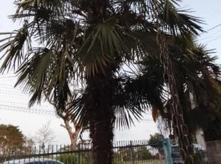 Palmeira Leque - Árvores Adultas em Rio Negrinho