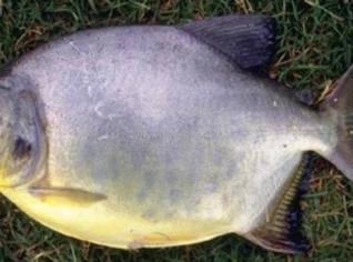 Pacu Caranha - Peixe Vivo em Nerópolis, Goiás
