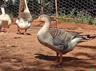 Gansa Sinaleiro Chinês à Venda