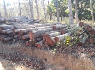 Toras de Cedro Australiano 16 Anos – 2,40m