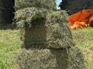 Alfafa