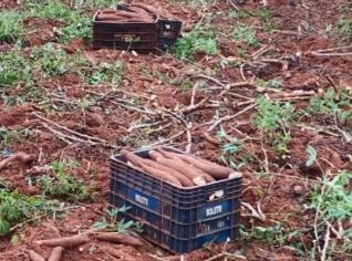 Mandioca Amarela - 600 Toneladas Disponíveis em Ubirajara