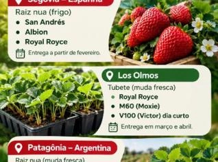Mudas de Morango - Safra 2027