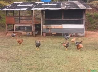 Frangos Caipira à Venda - Jacareí, SP