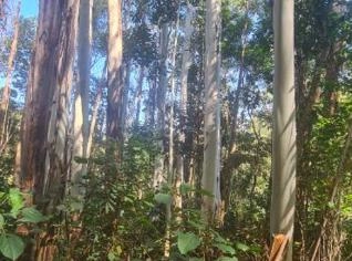 Venda de Toras de Eucalipto em Santana dos Montes