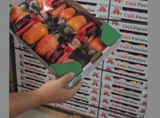 Caju BRS 226 Pronto para Consumo - Tipo Exportação