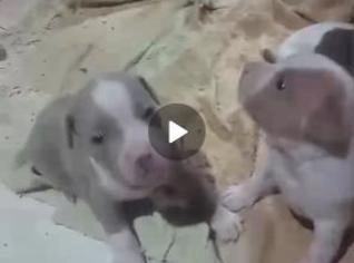 Filhotes de American Bully em Brasília - 2 meses