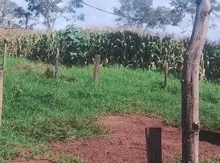 Fazenda em Tiros à Venda - Oportunidade Imperdível!
